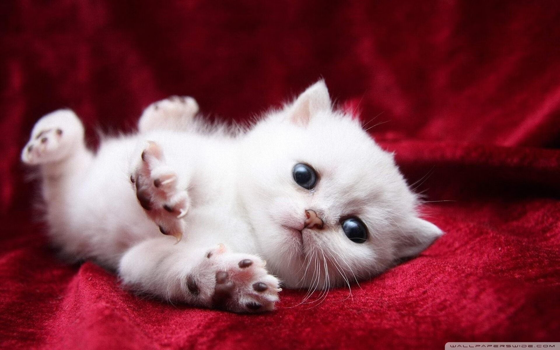 开云体育中国-世界排名争夺战之夜，米切尔展现巨星价值